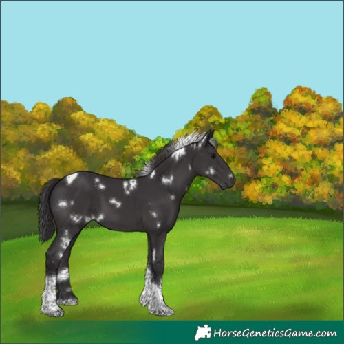 Horse Color:White Spotted Smoky Black Tobiano 