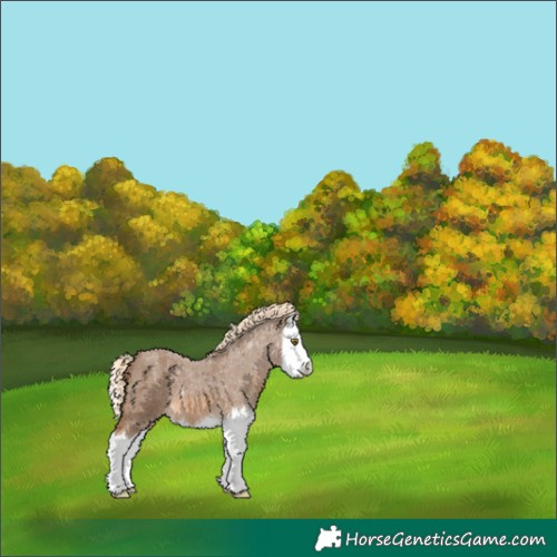 Horse Color:Chocolate Palomino Roan Splash 
