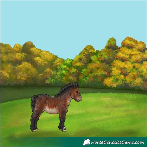 Horse Color:Brown Appaloosa 