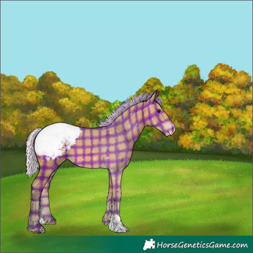 Horse Color:Plaid  Silver Bay Appaloosa 