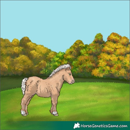 Horse Color:Silver Amber Champagne 