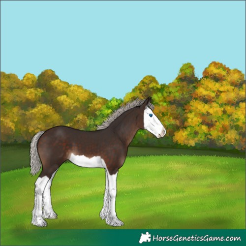 Horse Color:Silver Brown Splash 