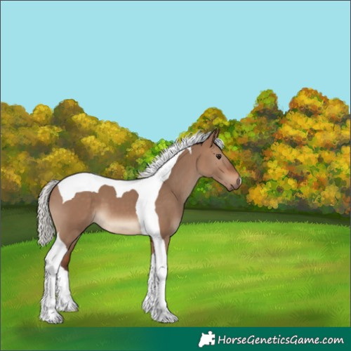 Horse Color:Silver Bay Dun Tobiano 