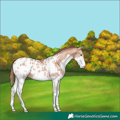 Horse Color:Gold Champagne Splash Appaloosa 