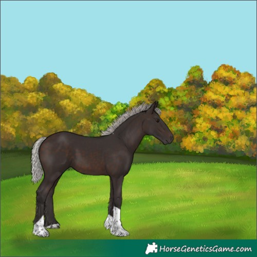 Horse Color:Silver Brown Tobiano 