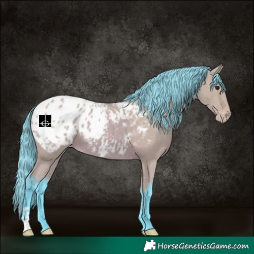 Horse Color:Watercolor Bay Appaloosa 