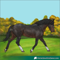 Horse Color:Brown Tobiano 