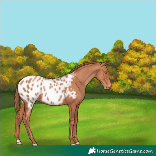 Horse Color:Gold Champagne Appaloosa 