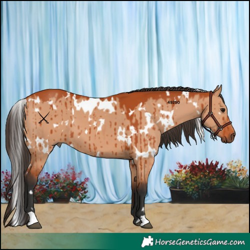 Horse Color:White Spotted Bay Dun Brindle 