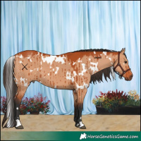 Horse Color:White Spotted Bay Dun Brindle 
