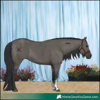 Horse Color:Grullo Sabino Rabicano Brindle 