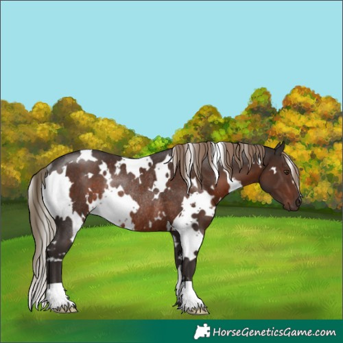 Horse Color:White Spotted Liver Chestnut Rabicano 