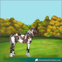 Horse Color:White Spotted Liver Chestnut Rabicano 