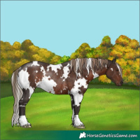 Horse Color:White Spotted Liver Chestnut Rabicano 