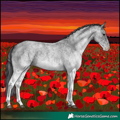 Horse Color:White Spotted Blue Roan 