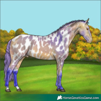 Horse Color:Watercolor Buckskin Appaloosa 