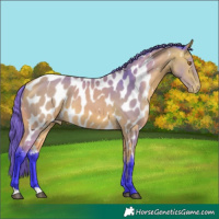 Horse Color:Watercolor Buckskin Appaloosa 