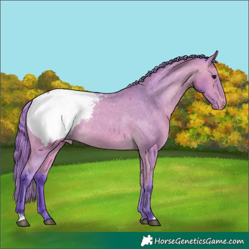 Horse Color:Watercolor Buckskin Appaloosa 