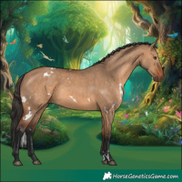Horse Color:White Spotted Bay Dun Rabicano 