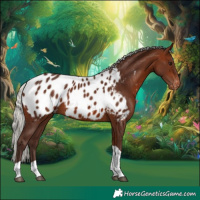 Horse Color:Silver Bay Tobiano Appaloosa 