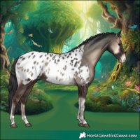 Horse Color:Blue Onyx Appaloosa Rabicano 