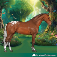 Horse Color:Silver Bay Tobiano Appaloosa 