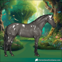 Horse Color:White Spotted Grullo Rabicano