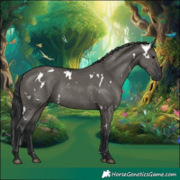 Horse Color:White Spotted Grullo Rabicano 