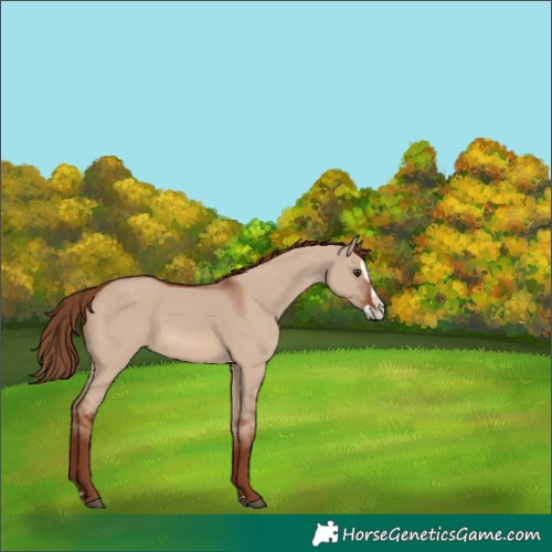 Horse Color:Red Dun Splash