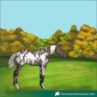 Horse Color:White Spotted Silver Brown Dun Appaloosa 
