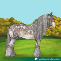 Horse Color:White Spotted Liver Chestnut Mushroom Sabino Appaloosa 