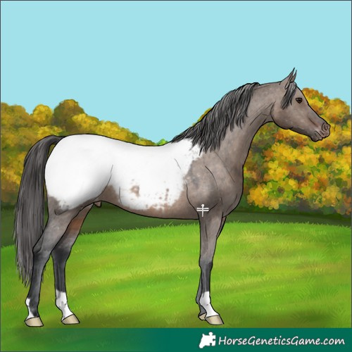 Horse Color:Brown Dun Appaloosa 