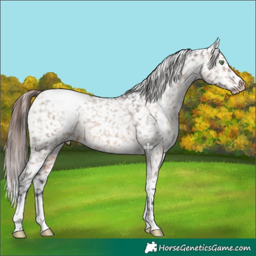 Horse Color:Bay Dun Appaloosa Brindle 