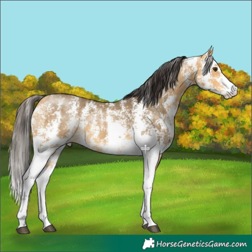 Horse Color:Buckskin Dun Sabino Rabicano Brindle 