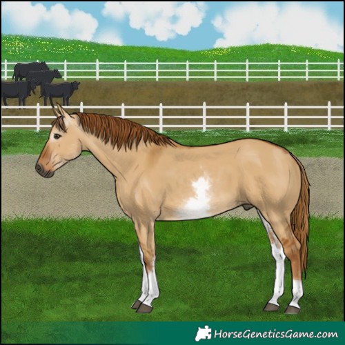 Horse Color:Gray White Spotted Red Dun 