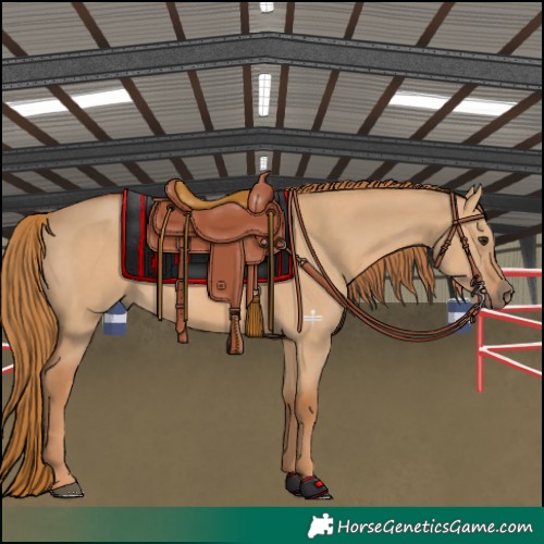 Horse Color:Red Dun 