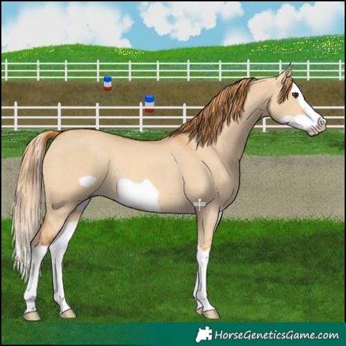Horse Color:Red Dun Splash Frame Rabicano 