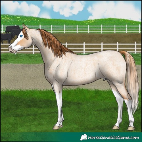 Horse Color:Red Dun Roan Splash 