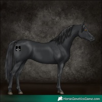 Horse Color:Black 