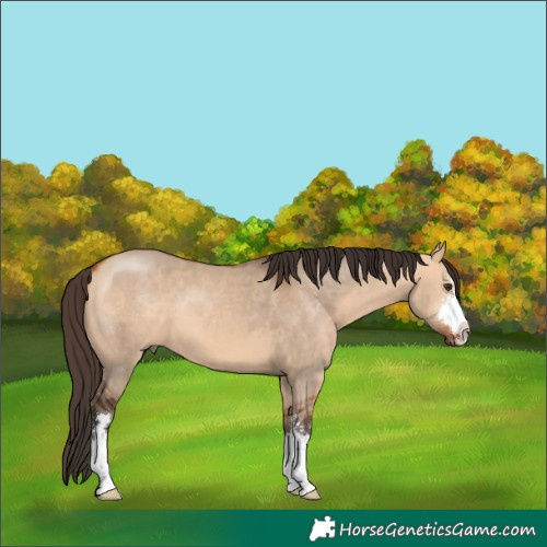 Horse Color:Bay Dun 