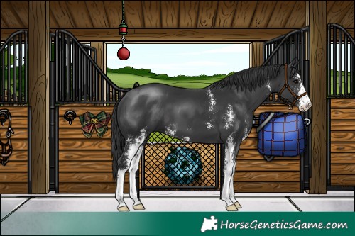 Horse Color:Black Sabino