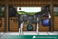 Horse Color:Black Sabino 