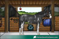 Horse Color:Black Sabino