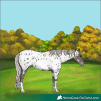 Horse Color:Silver Black Appaloosa 