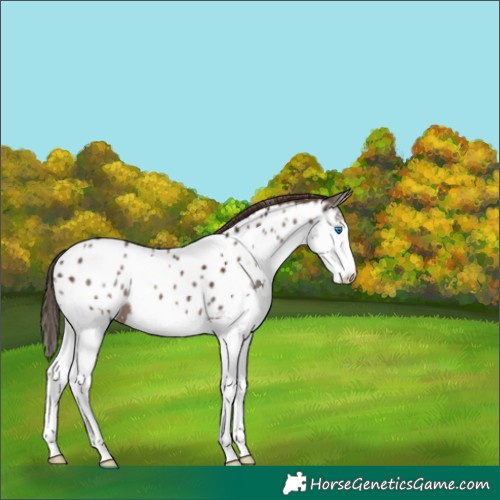Horse Color:Liver Chestnut Splash Appaloosa 