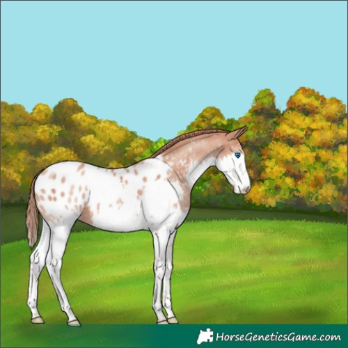 Horse Color:Gold Champagne Splash Appaloosa 