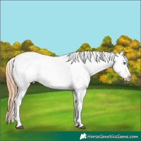 Horse Color:Bay Roan Pearl Tobiano Frame Near Leopard 