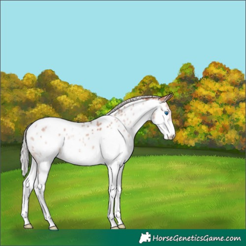 Horse Color:White Spotted Silver Sable Champagne Splash Near Leopard 