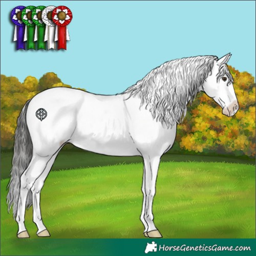 Horse Color:Liver Chestnut Appaloosa 