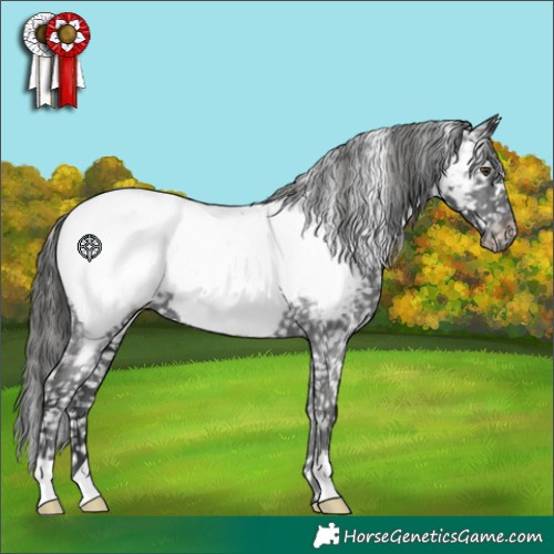 Horse Color:Liver Chestnut Appaloosa 